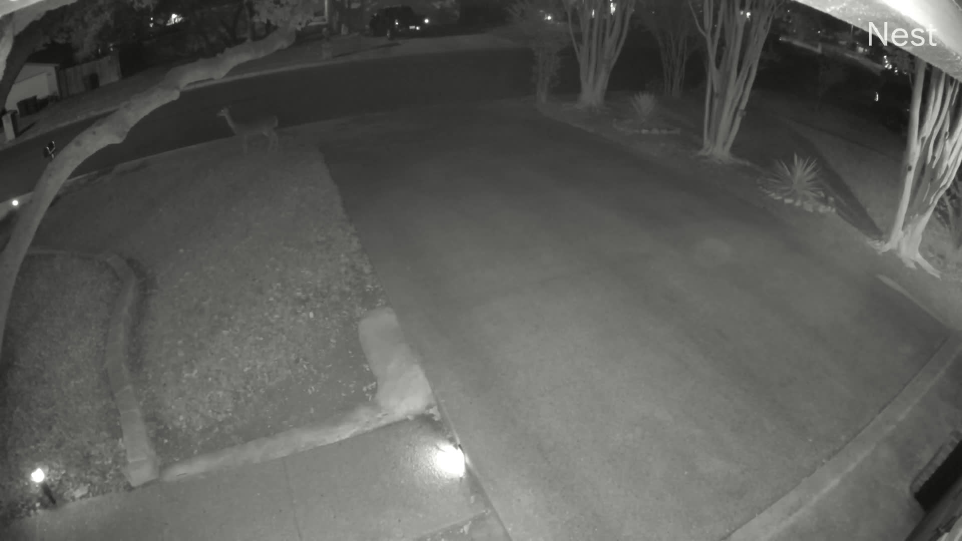 video.nest.com